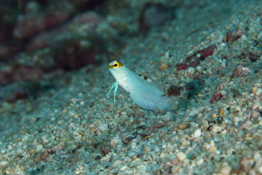 Image of Yellowhead Jawfish