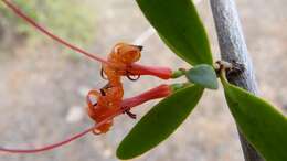 Image of Matches mistletoe