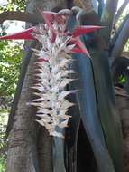 Aechmea mcvaughii L. B. Sm.的圖片