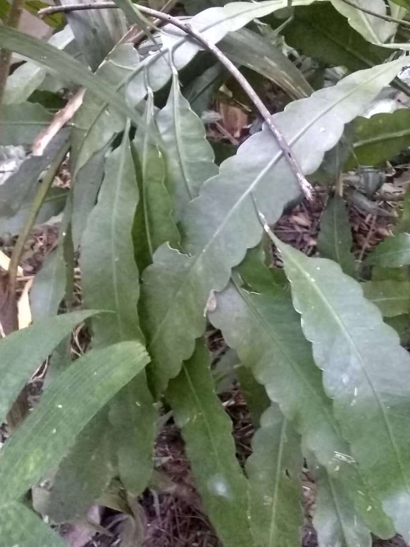 Image of Pseudorhipsalis amazonica (K. Schum.) Ralf Bauer