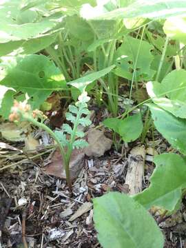 Image of branched moonwort