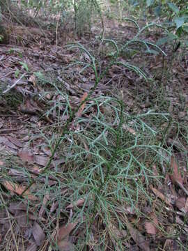 Image of Pseudolycopodium