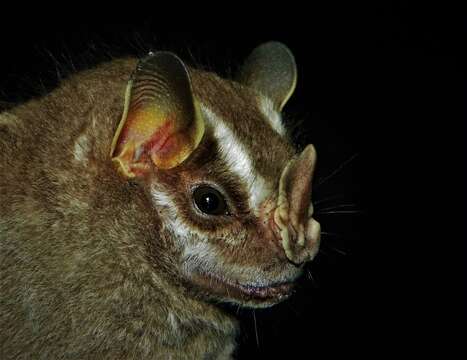 Image of Salvin's Big-eyed Bat