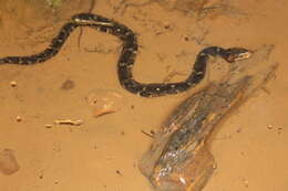 Image of Southern Water Snake