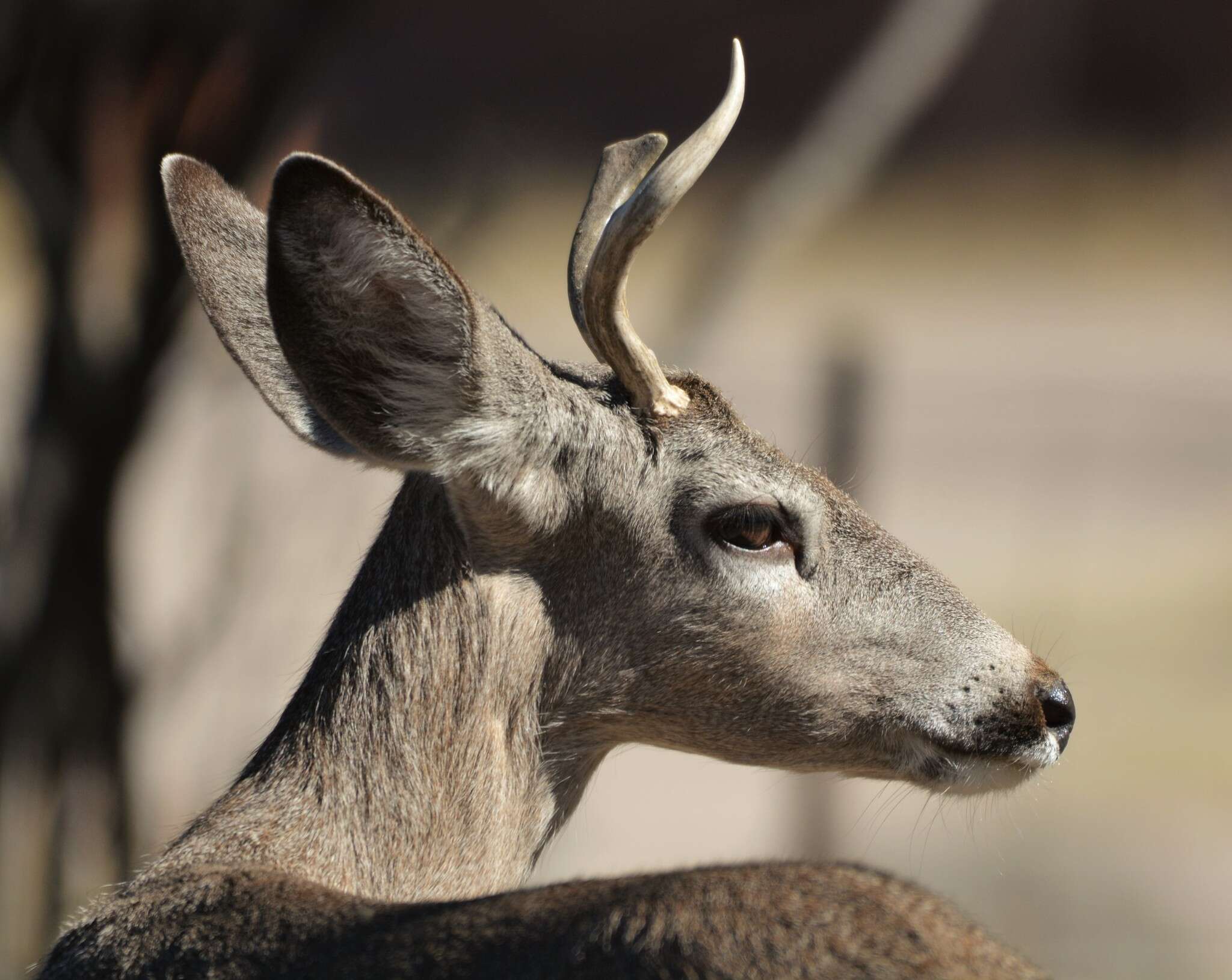 Image of Odocoileus virginianus couesi (Coues & Yarrow 1875)