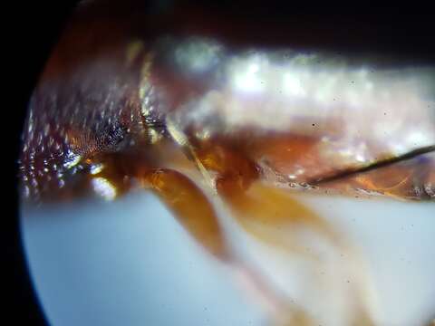 Image of Corticeus subgen. Pogonophloeus Bremer 1998