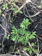 Image of leafy prairie clover