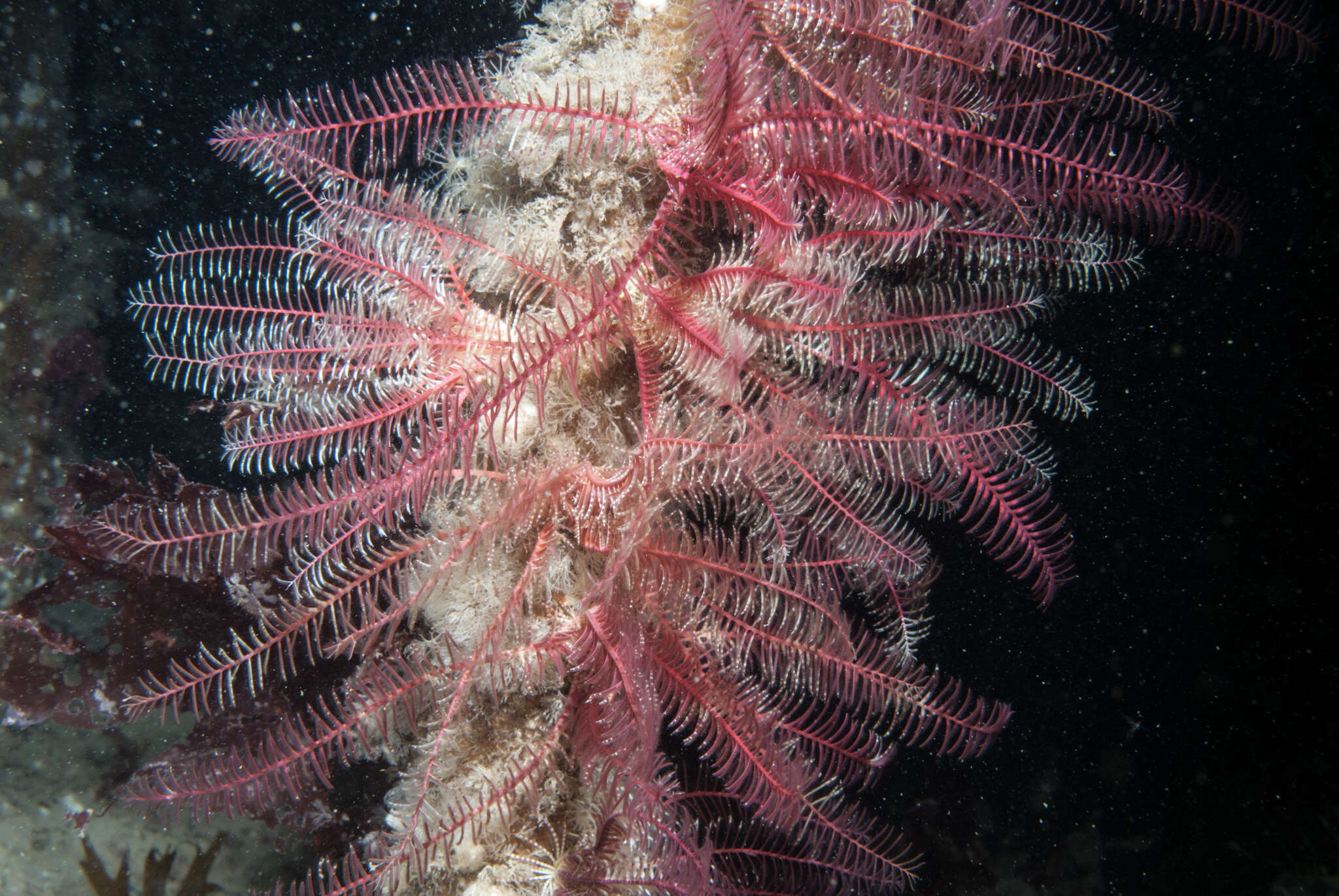 Image of rosy feather-star