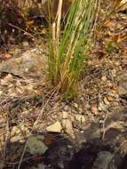 Plancia ëd Stipa pontica P. A. Smirn.