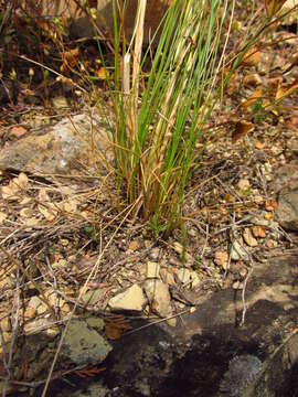 Image of Stipa pontica P. A. Smirn.