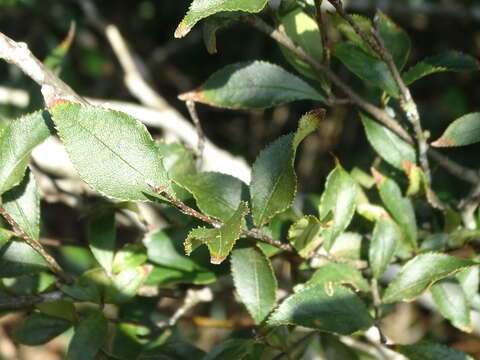 Image of Photinia