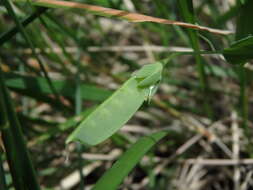 Image of yellow pea