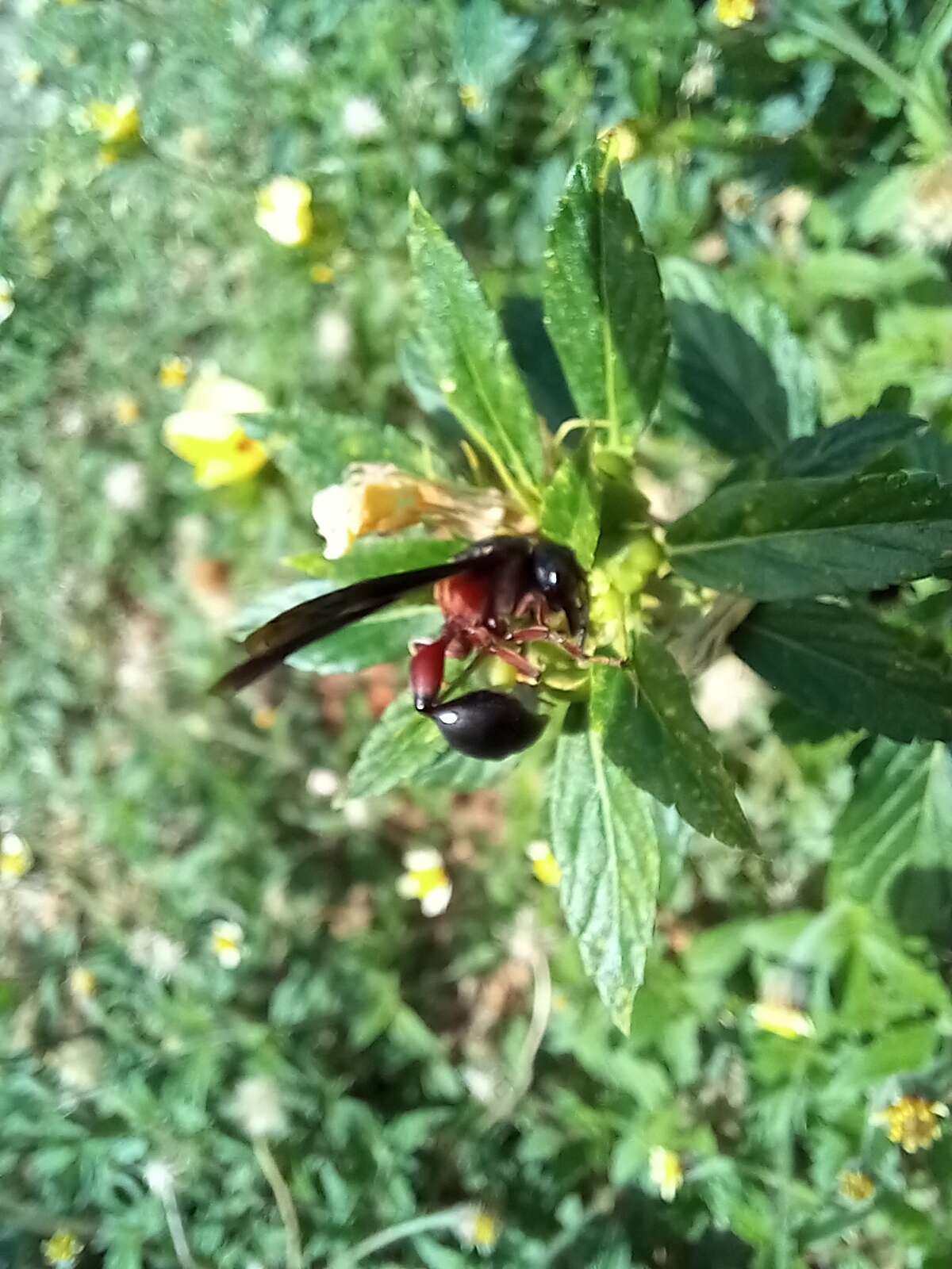 Zethus mexicanus (Linnaeus 1767)的圖片