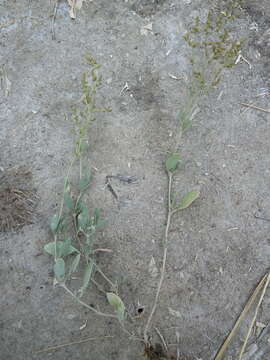 Image of Atriplex verrucifera Bieb.