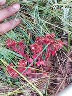 Image of Crassula natalensis Schönl.