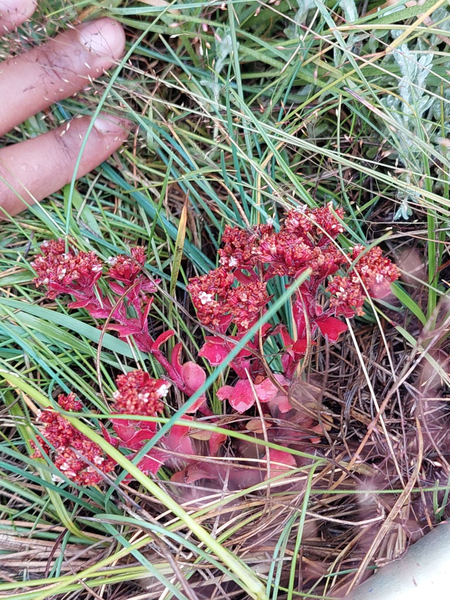 Image of Crassula natalensis Schönl.