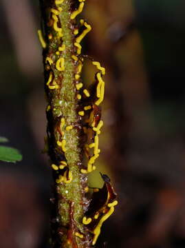 Image of Physarum luteolum