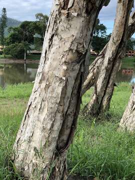 Image de Melaleuca leucadendra (L.) L.