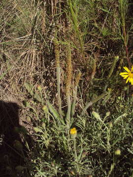 Image of Plantago tomentosa Lam.