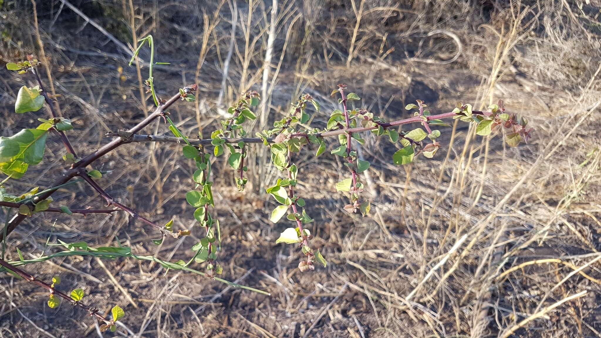 Image de Pisonia capitata (S. Wats.) Standl.