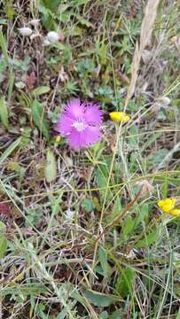 Слика од Dianthus gallicus Pers.