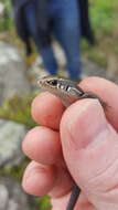 Plestiodon anthracinus pluvialis (Cope 1880) resmi