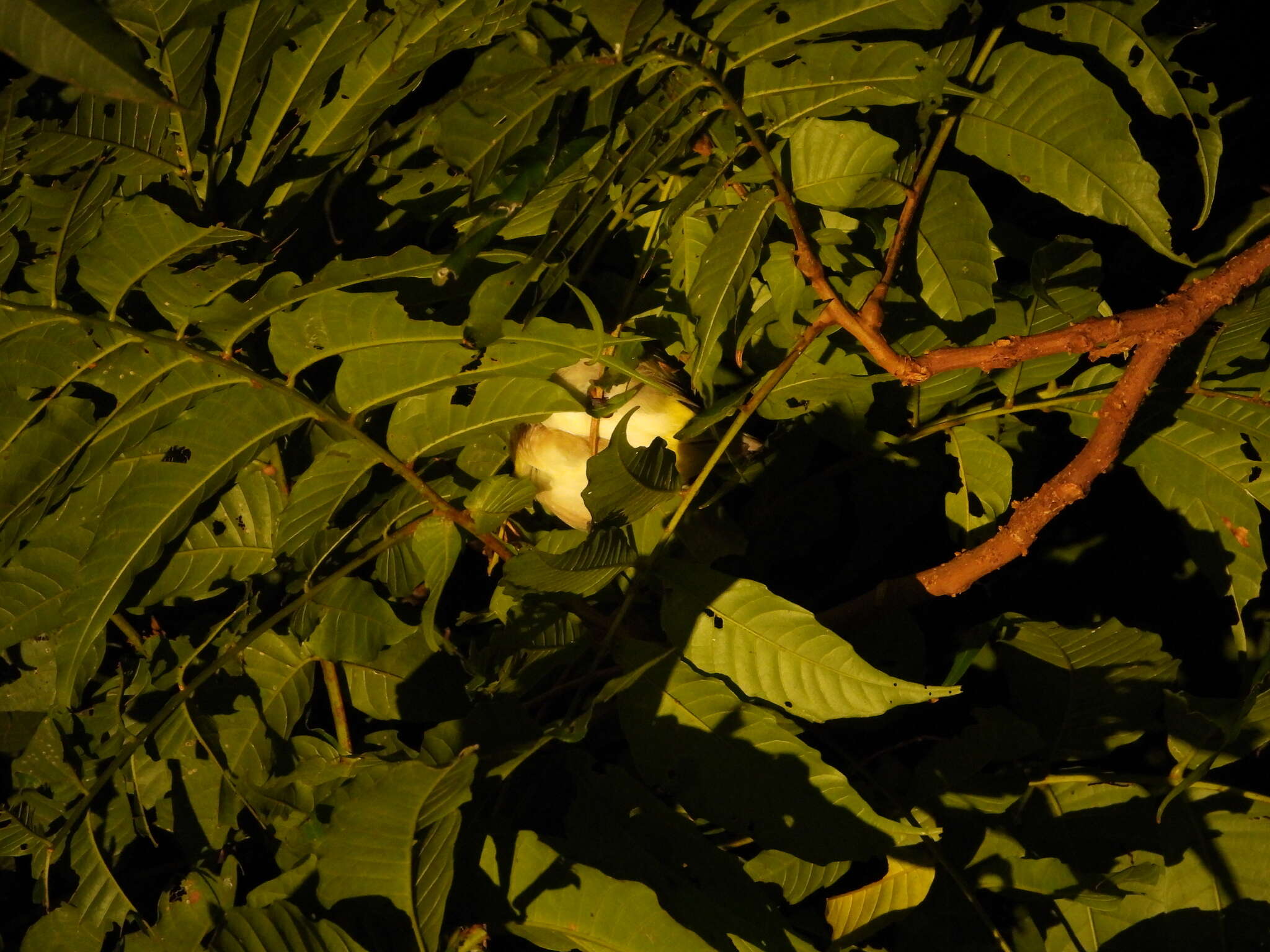 Image of Lowland White-eye