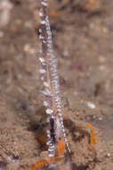 Image of Barred arrow shrimp