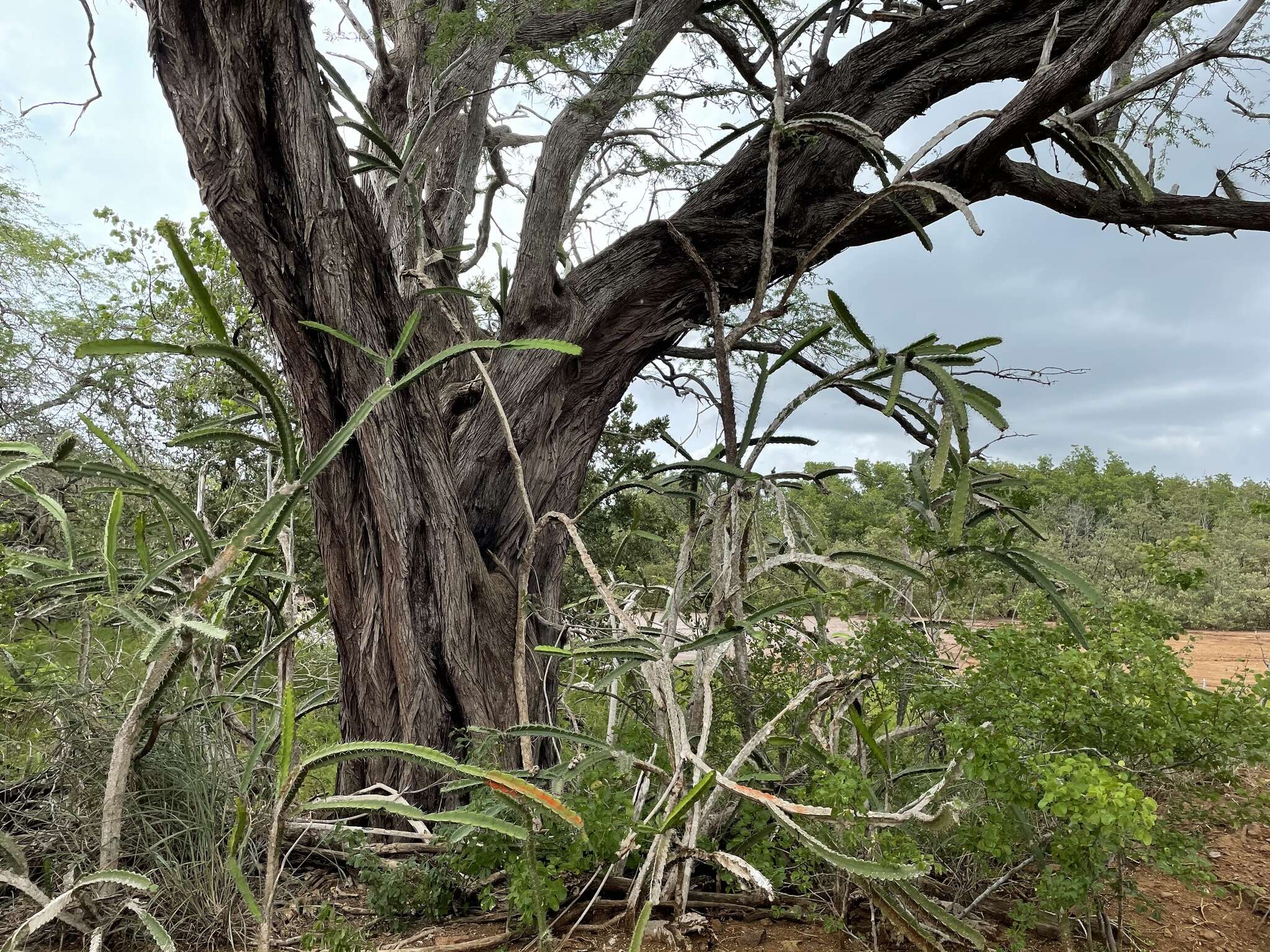 Image of leptocereus