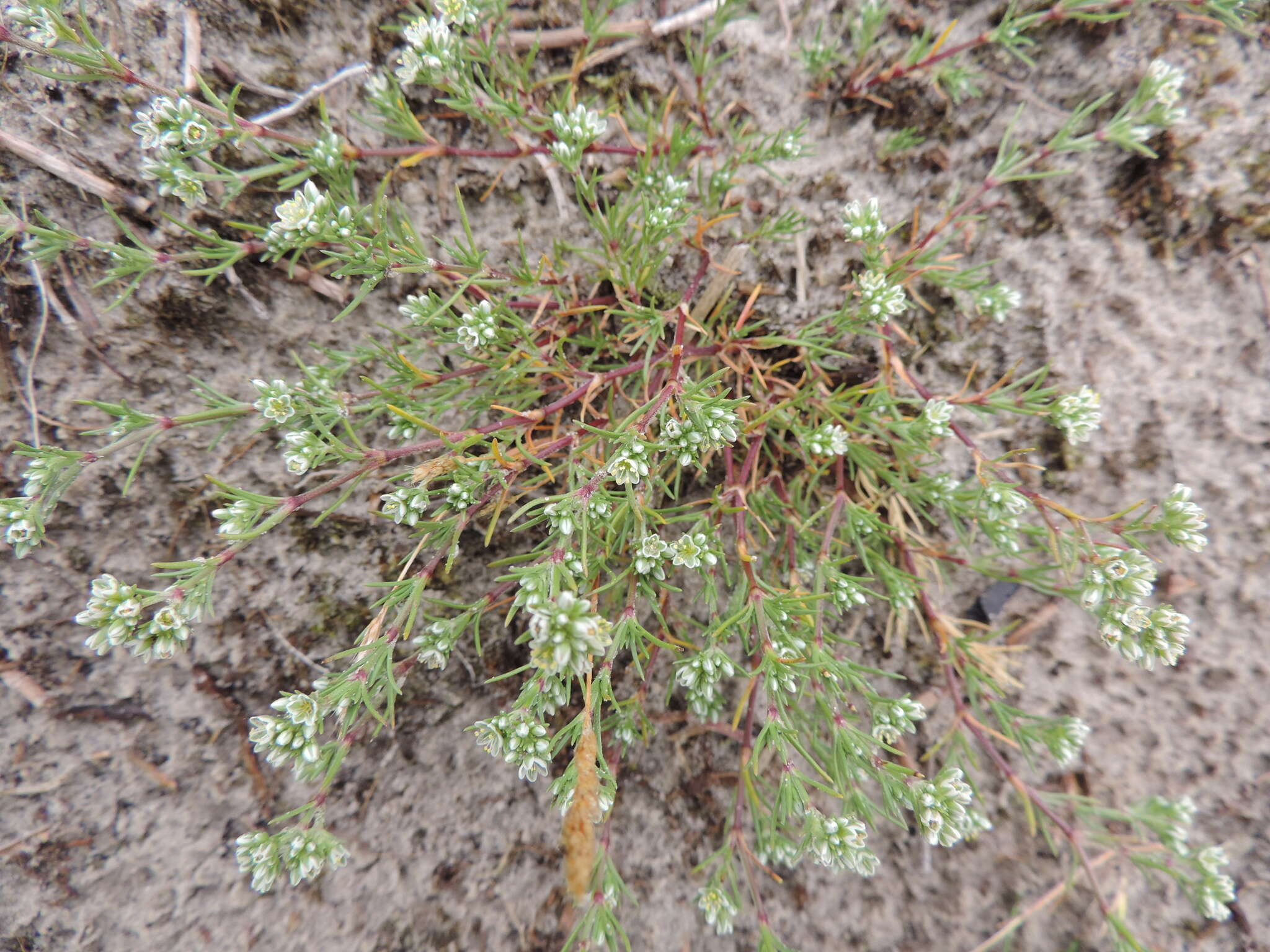 Image of Scleranthus perennis subsp. perennis