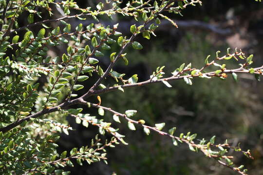 Image of Nothofagus cliffortioides (Hook. fil.) Oerst.