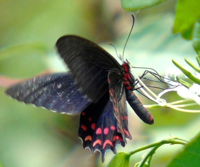 Image of Parides photinus (Doubleday 1844)