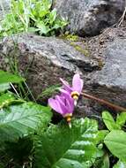 Plancia ëd Dodecatheon pulchellum subsp. macrocarpum (A. Gray) Taylor & Mac Bryde