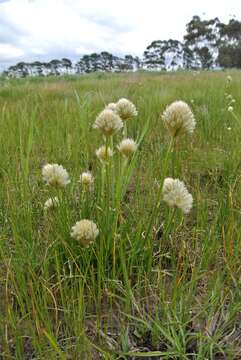 Imagem de <i>Ptilotus macrocephalus</i>