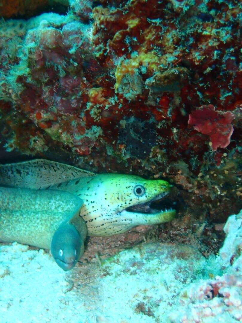 Image of Fimbriated moray