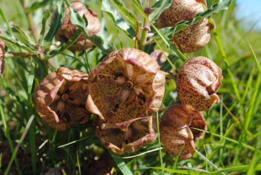 Image of Pachycarpus grandiflorus subsp. grandiflorus