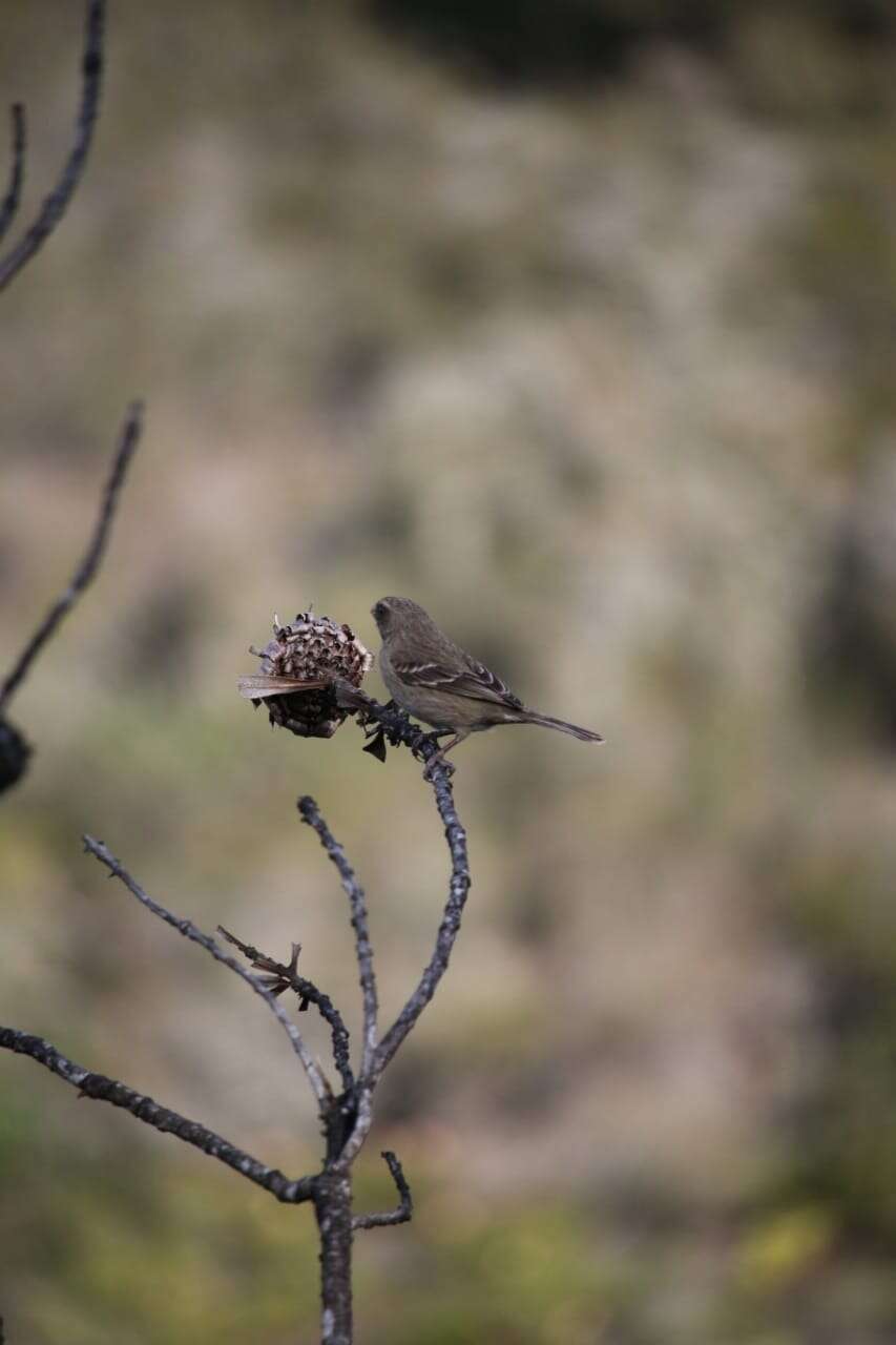 Image of Protea Canary