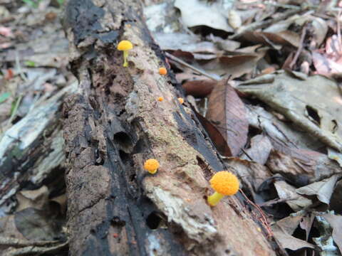 Image of Cyptotrama chrysopepla (Berk. & M. A. Curtis) Singer 1973