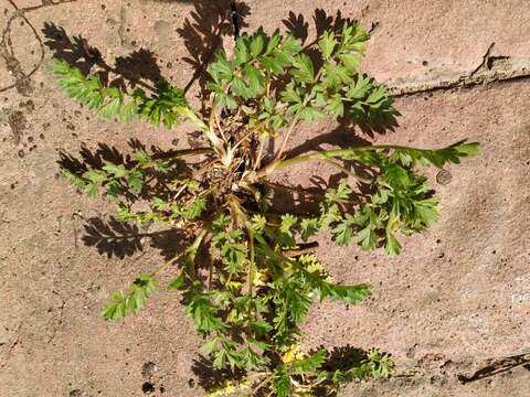 Imagem de Potentilla supina L.