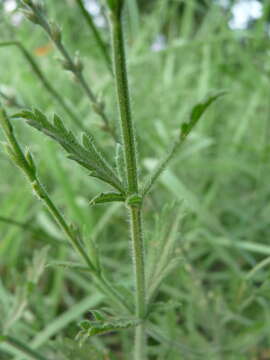 Image of Gulf vervain