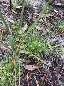 Image of Sandy-Field Hair Sedge