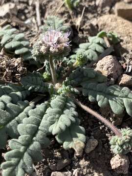 Image of Arizona phacelia