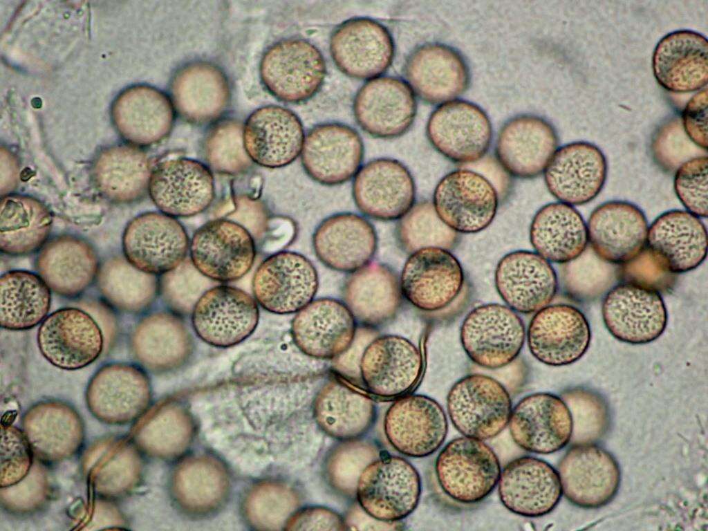 Image of Calomyxa metallica