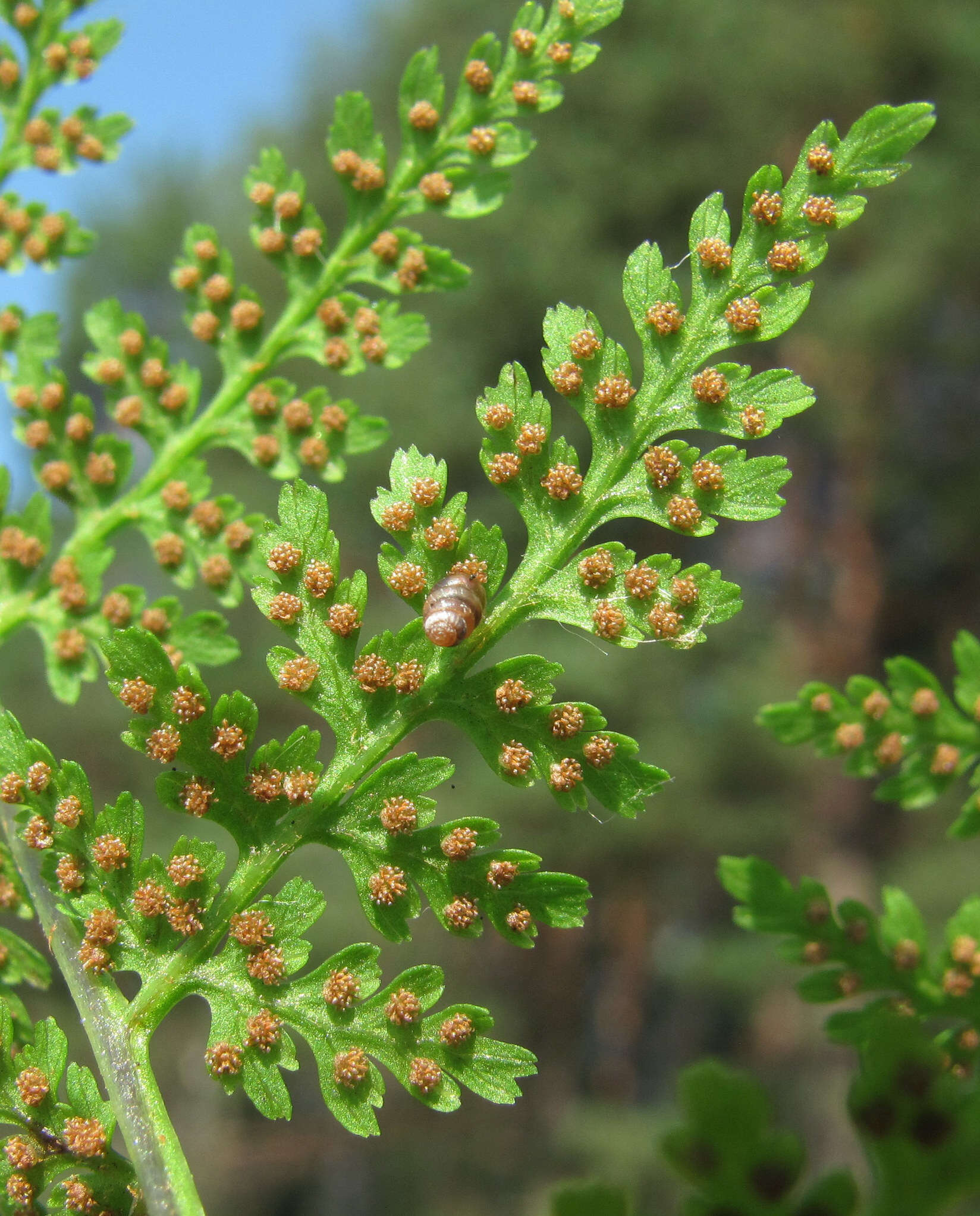 Image of mountain bladderfern