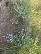 Image of Syncolostemon elliottii (Baker) D. F. Otieno