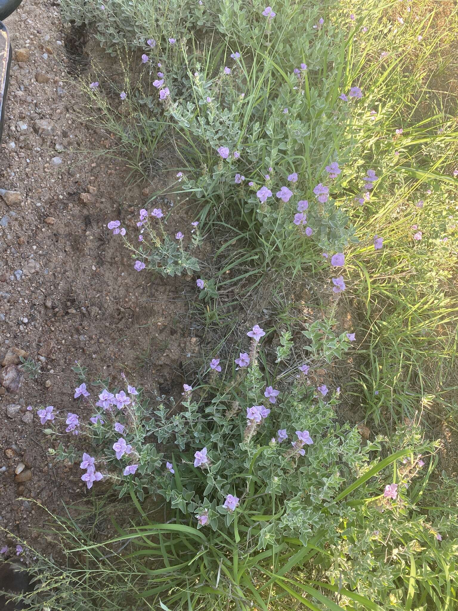 Image of Syncolostemon elliottii (Baker) D. F. Otieno