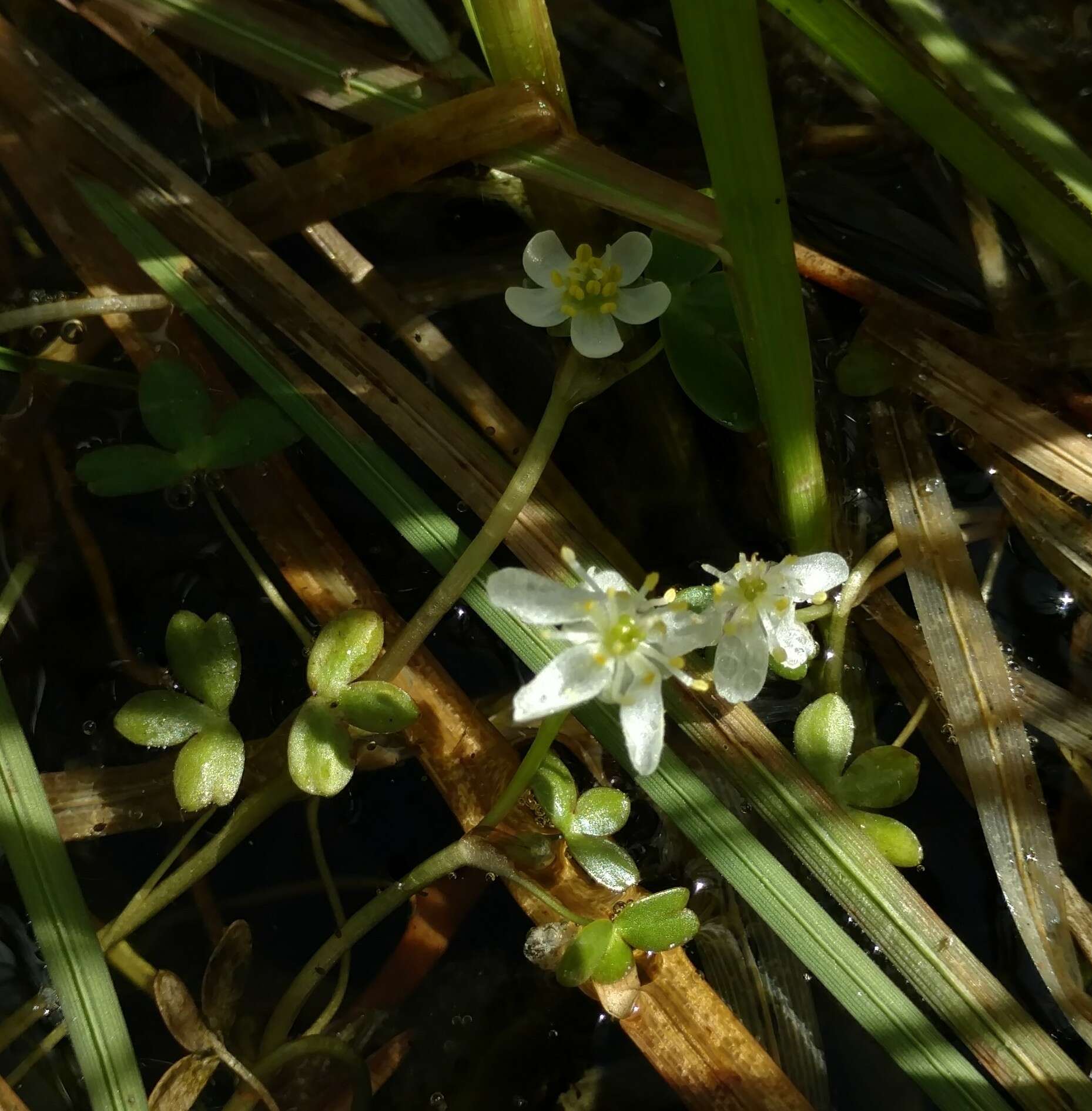 Image of Lobb's Water-Crowfoot