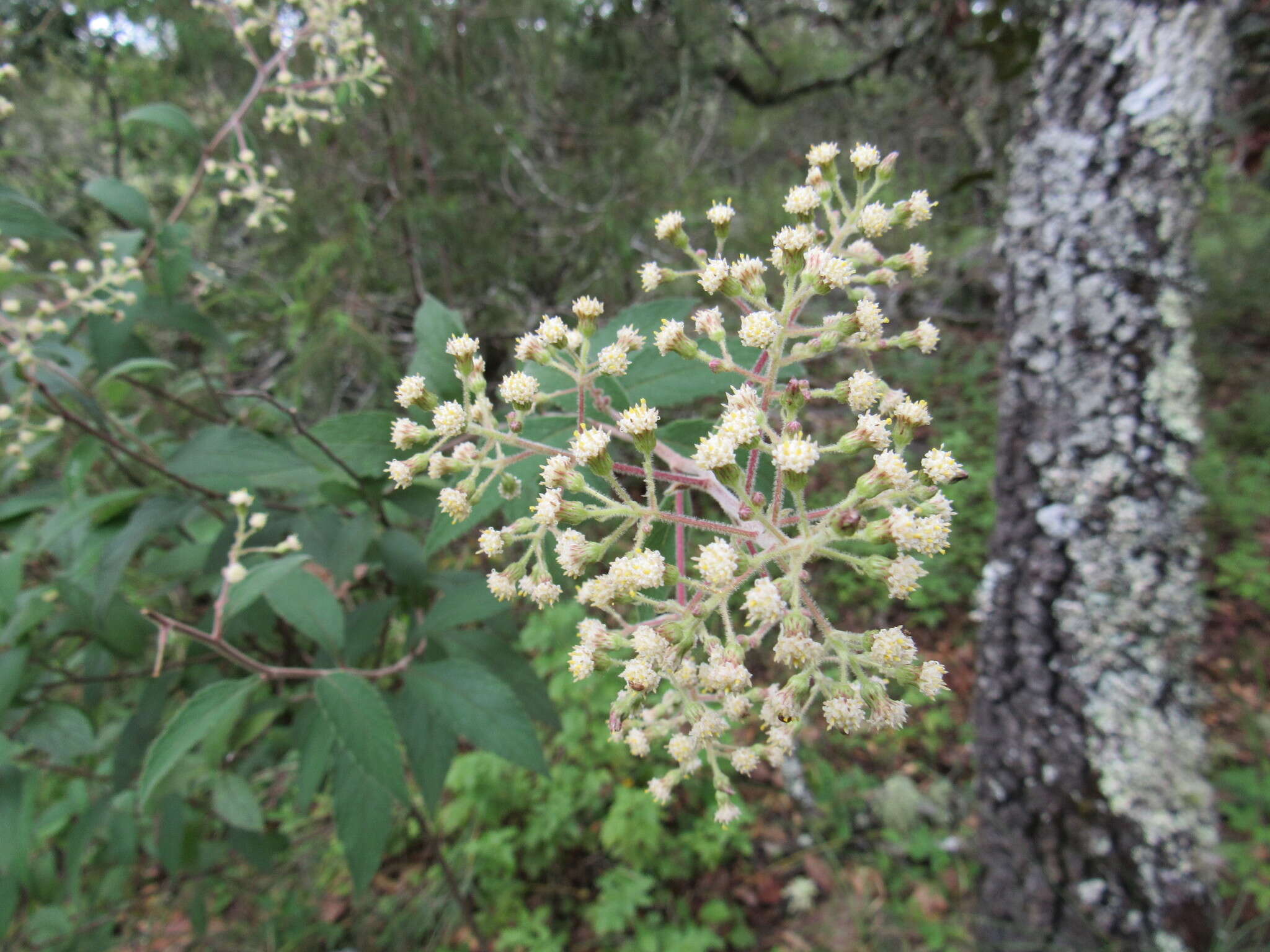 Image of Archibaccharis serratifolia (Kunth) Blake