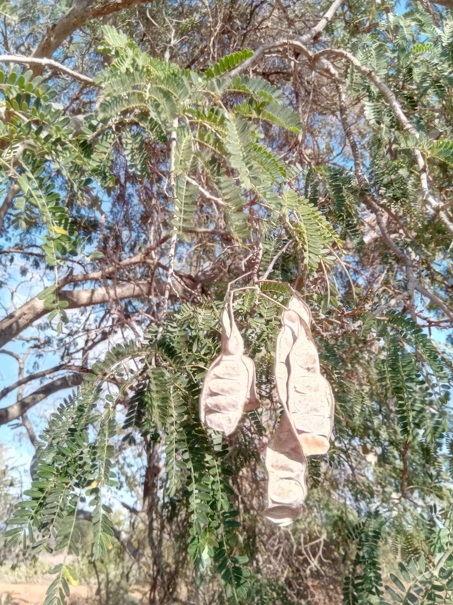 Image of Albizia mahalao Capuron