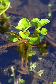 Plancia ëd Chrysosplenium glechomifolium Nutt. ex Torr. & Gray